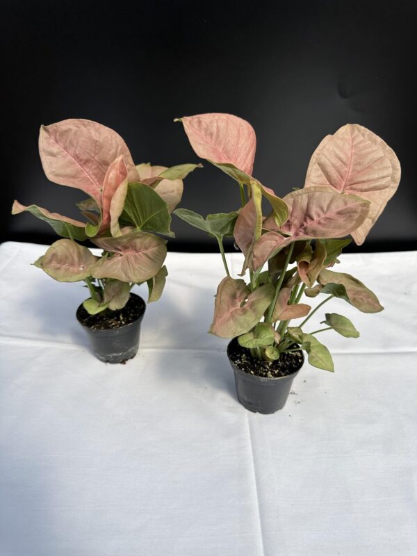 Syngonium Neon Robusta - mini