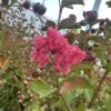 Kínai selyemmirtusz (Lagerstroemia indica)