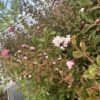 Kínai selyemmirtusz (Lagerstroemia indica) - Image 2