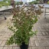 Kínai selyemmirtusz (Lagerstroemia indica) - Image 3