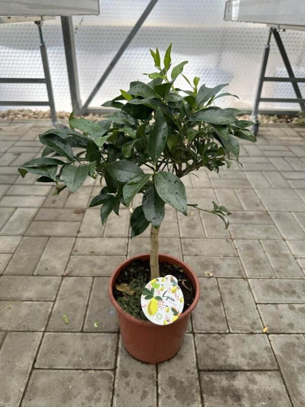 Limequat - Lyvia Lakeland Citrina