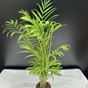 Mexikói bambuszpálma - Gyompálma ↑ 20cm  ⊘ 9cm