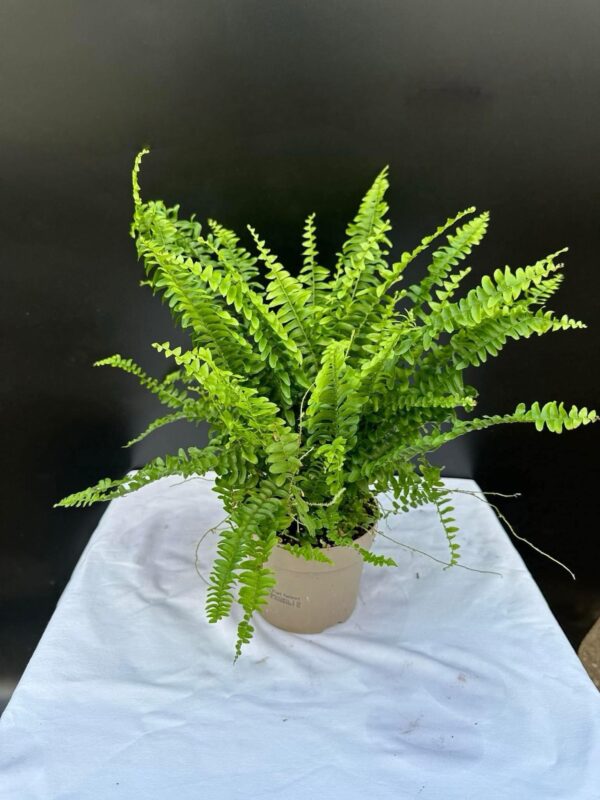 Szobapáfrány - Nephrolepis Exaltata ↑ 30cm  ⊘ 12cm
