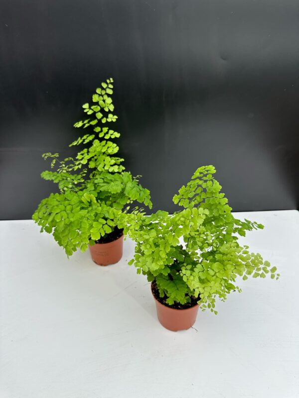 Raddi-Vénuszfodorka - Adiantum raddianum