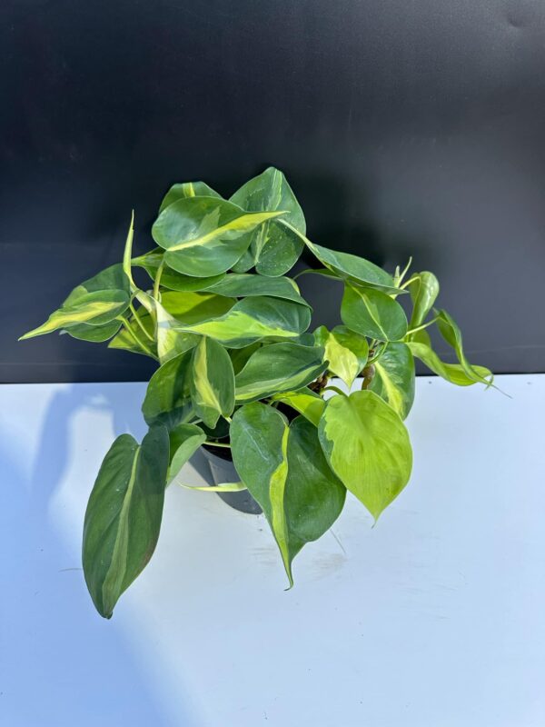 Philodendron Brasil