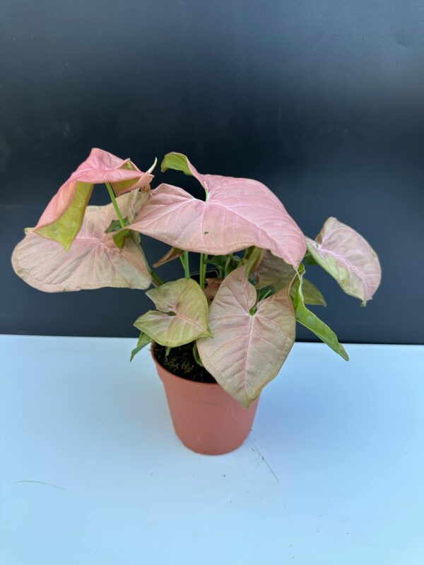 Syngonium Neon Robusta - közepes