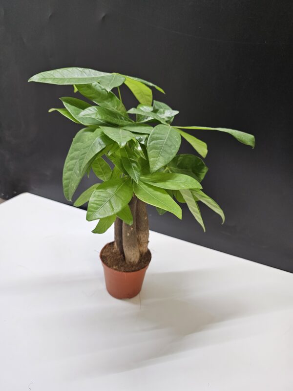 Vadkakaó - Pachira aquatica Stem ↑ 30cm  ⊘ 12cm