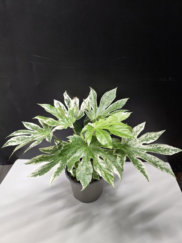 Fatsia Japonica 'Variegata' ↑40cm ⊘15cm