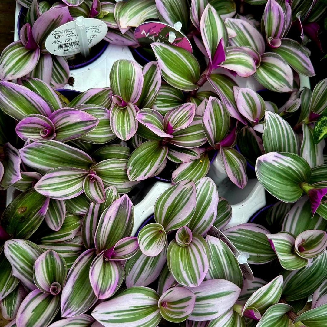 Tradescantia albiflora "Nanouk" ↑10cm ⊘7cm
