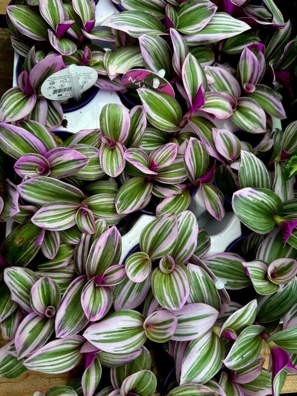 Tradescantia albiflora "Nanouk" ↑10cm ⊘7cm