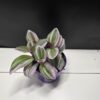 Tradescantia albiflora "Nanouk" ↑10cm ⊘7cm - Image 2