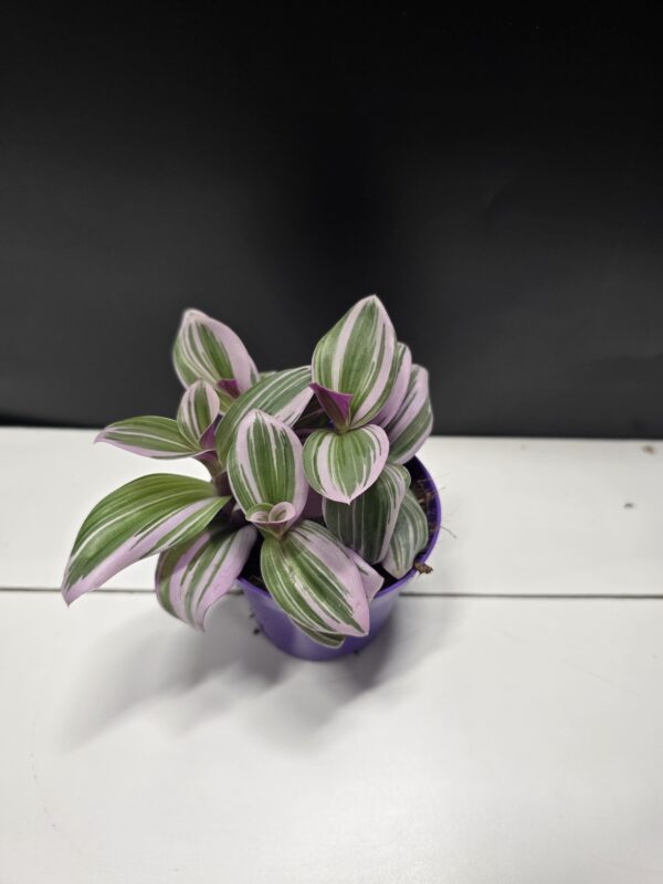 Tradescantia albiflora "Nanouk" ↑10cm ⊘7cm - Image 2