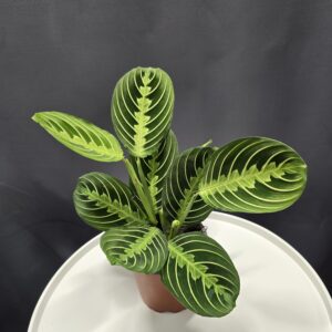 Maranta Lemon Lime ↑25cm ⊘12cm