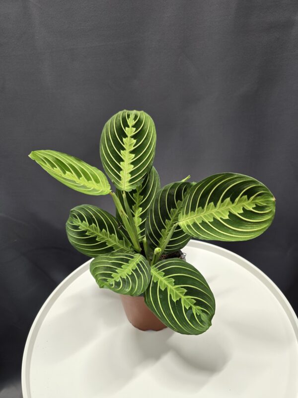 Maranta Lemon Lime ↑25cm ⊘12cm