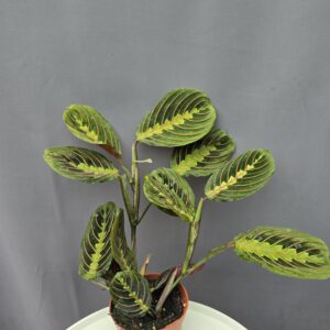 Maranta Leuconeura Tricolor ↑25cm ⊘12cm