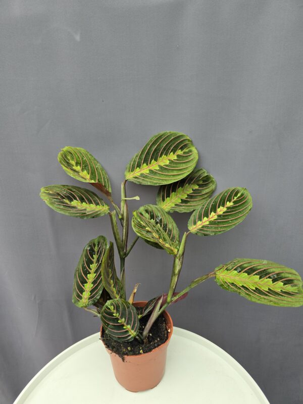 Maranta Leuconeura Tricolor ↑25cm ⊘12cm