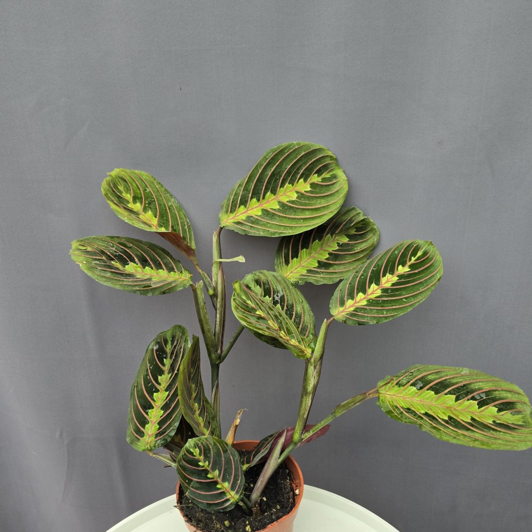 Maranta Leuconeura Tricolor ↑25cm ⊘12cm
