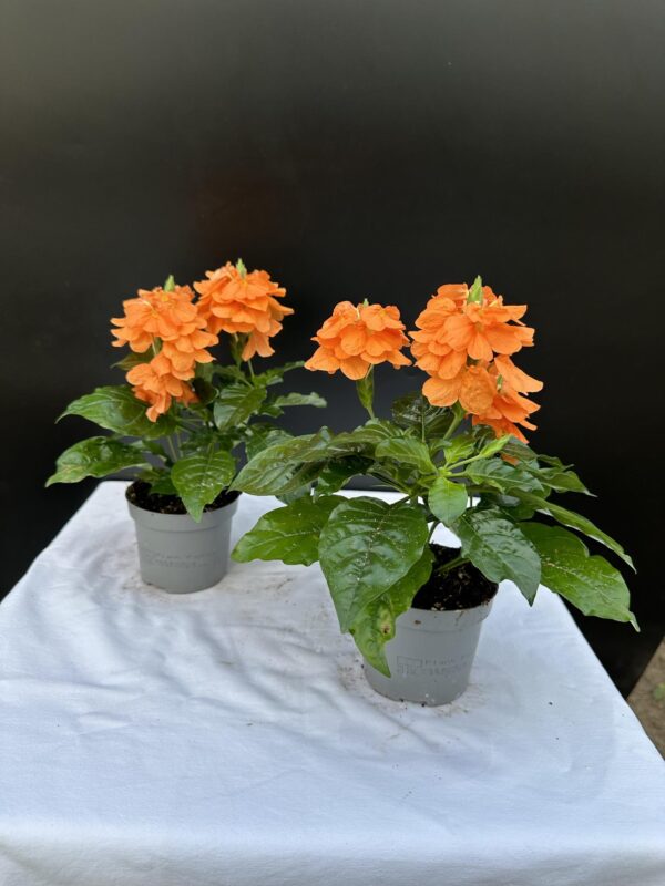 Krosszandra - Crossandra Infundibuliformis