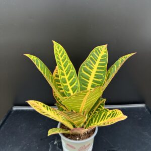 Croton / Csodacserje ↑ 40cm  ⊘ 13cm