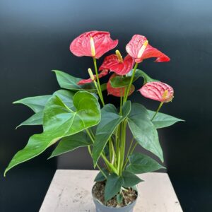 Flamingóvirág - Anthurium andr.