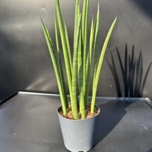 Hengeres anyósnyelv - Sansevieria cylindrica ↑ 40cm  ⊘ 12cm