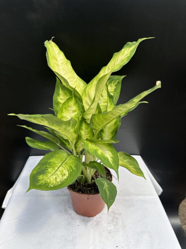 Buzogányvirág - Dieffenbachia Camilla ↑ 40cm  ⊘ 12cm