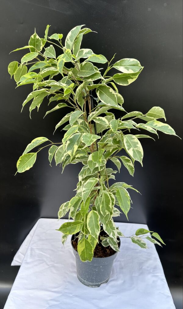 Kislevelű fikusz - Ficus Benjamina