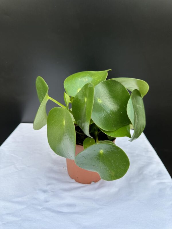 Peperomia Polybotrya Raindrop