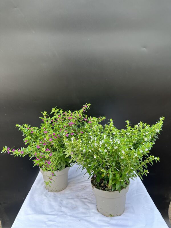 Japánmirtusz - Cuphea Hyssopifolia