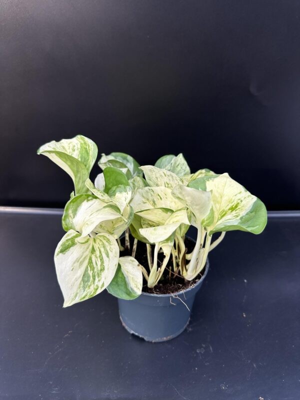 Epipremnum aureum "Happy Leaf"