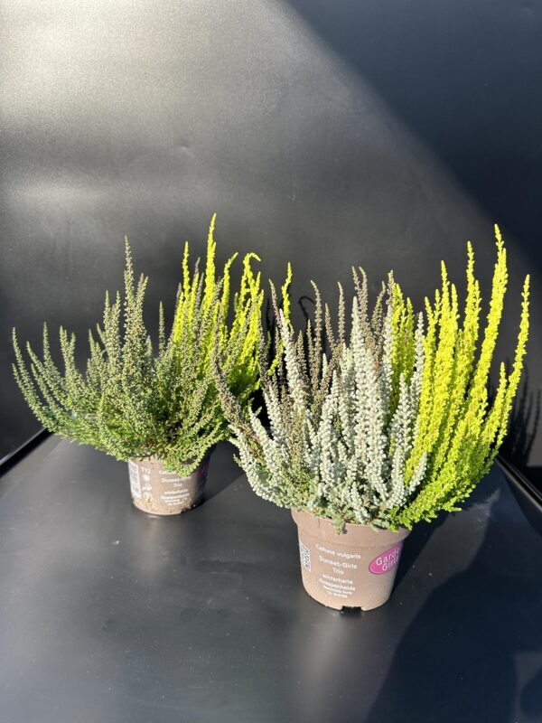 Közönséges Csarab - Calluna Vulgaris MIX