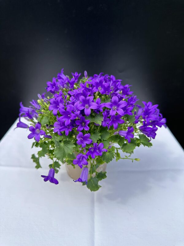Dalmát Harangvirág - Campanula portenschlagiana