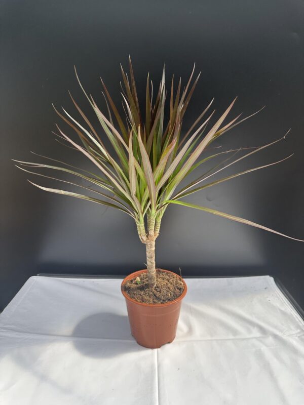 Dracena Marginata