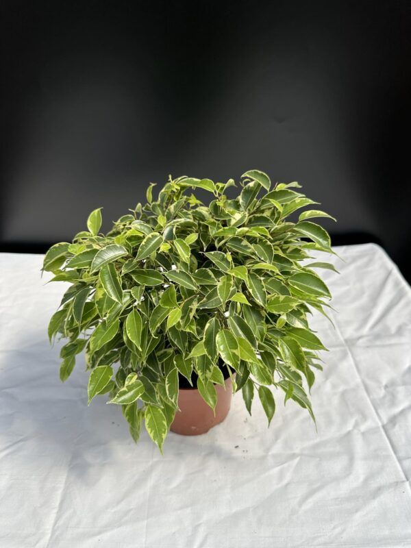 Ficus Kinky