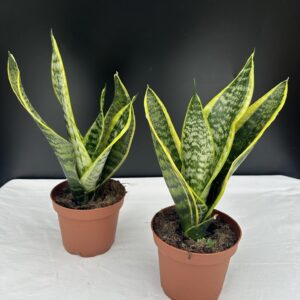 Sansaveria (anyósnyelv) ↑ 35cm  ⊘ 9cm