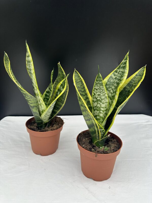 Sansaveria (anyósnyelv) ↑ 35cm  ⊘ 9cm
