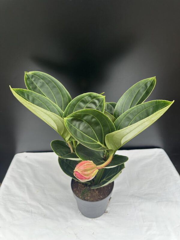 Medinilla