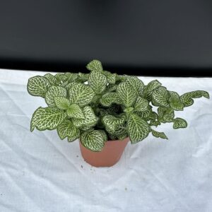 Fittonia - Hálóslevél ↑10cm ⊘8cm