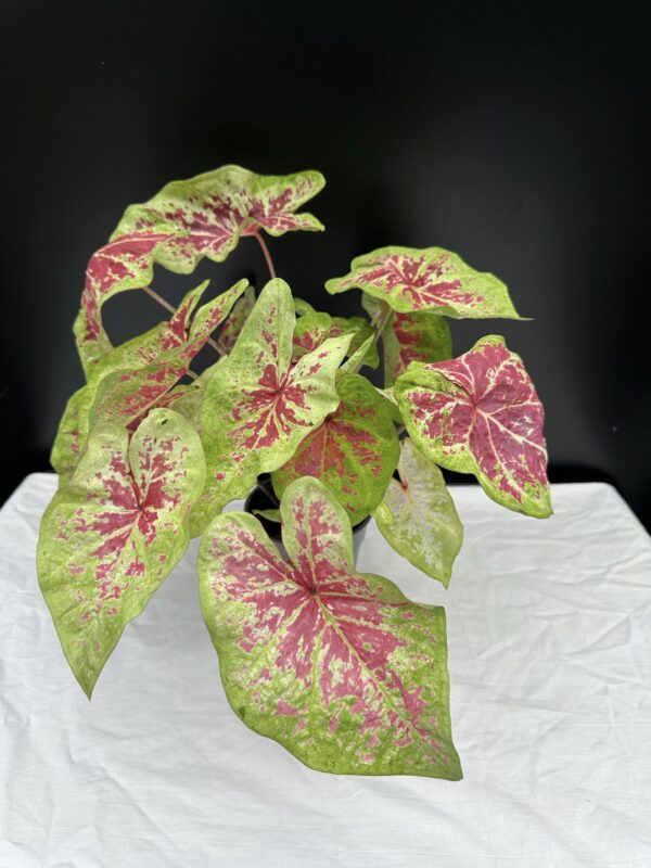 Caladium
