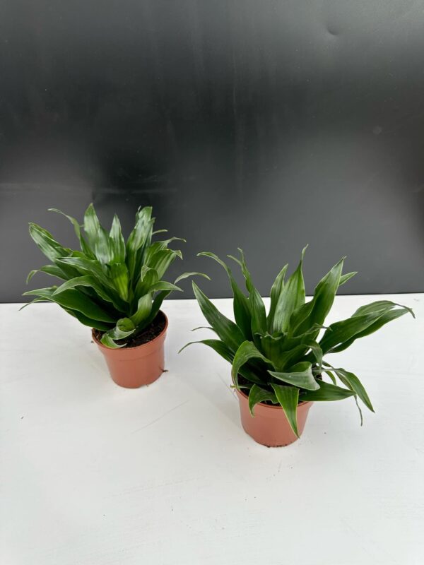 Dracena Compacta Mini