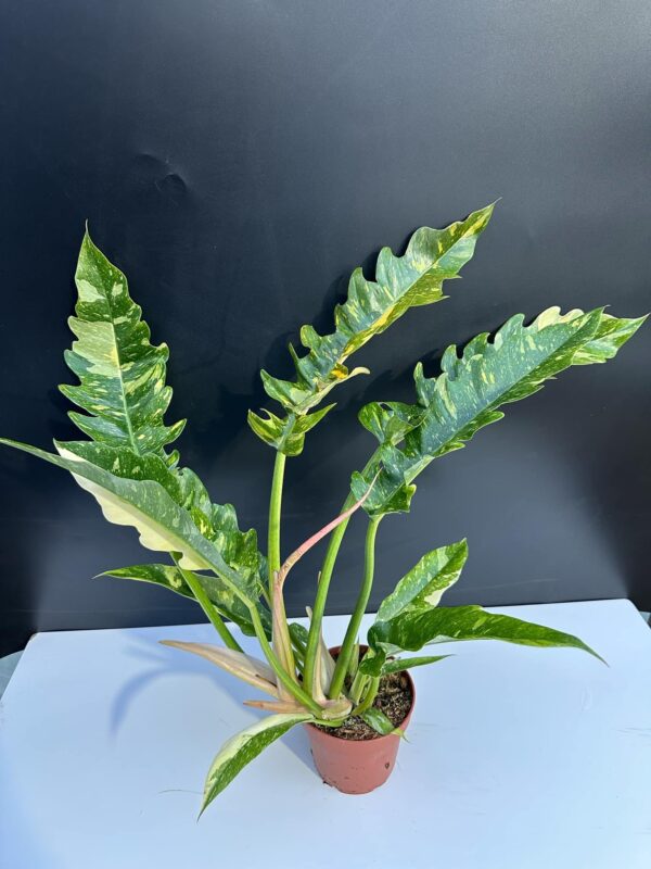 Philodendron Ring of Fire