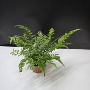 Szobai páfrány - mini ↑ 15cm  ⊘ 9cm