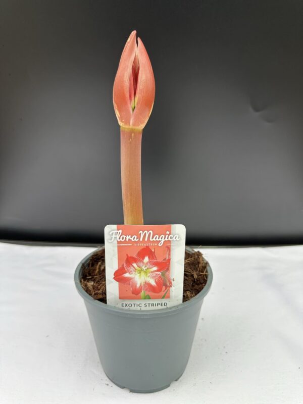 Amaryllis Exotic Striped