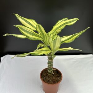 Dracena Fragrans - Illatos sárkányfa ↑ 40cm  ⊘ 11cm
