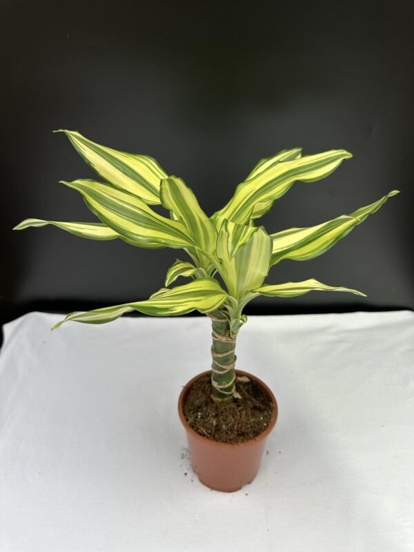 Dracena Fragrans - Illatos sárkányfa ↑ 40cm  ⊘ 11cm