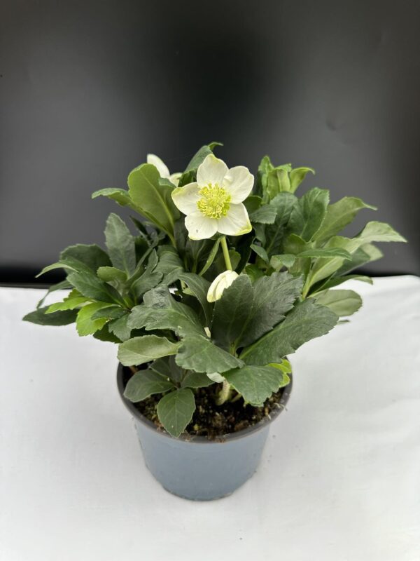 Helleborus Niger - Fekete hunyor