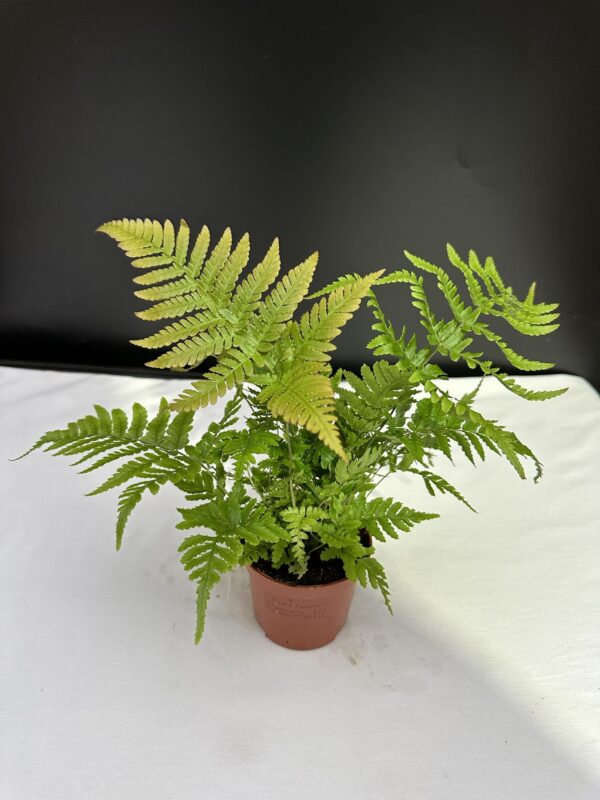 Japán ernyőpáfrány - Dryopteris Erythrosora 'brillance'
