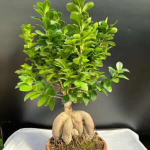 Ficus Ginseng (nagy)