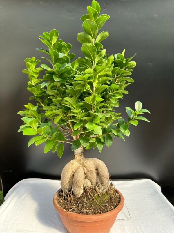 Ficus Ginseng (nagy)