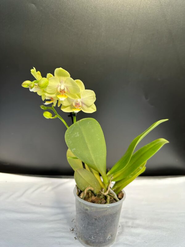 Zöld orchidea (mini)
